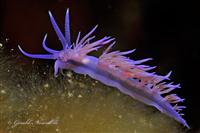 Croatia Diving: Nudibranch