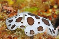 Croatia Diving: Nudibranch 