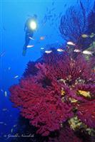 Croatia Diving: Gorgonians