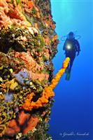Croatia Diving: Diver on wall with yellow sponges