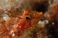 Croatia Diving: curious fish