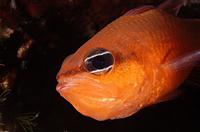 Croatia Diving: Fish with eggs in mouth