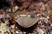 Croatia Diving: Mating nudibranch