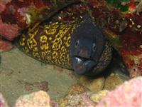 Croatia Diving: Moray eal