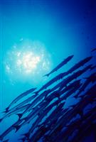 Croatia Diving: Barracudas 